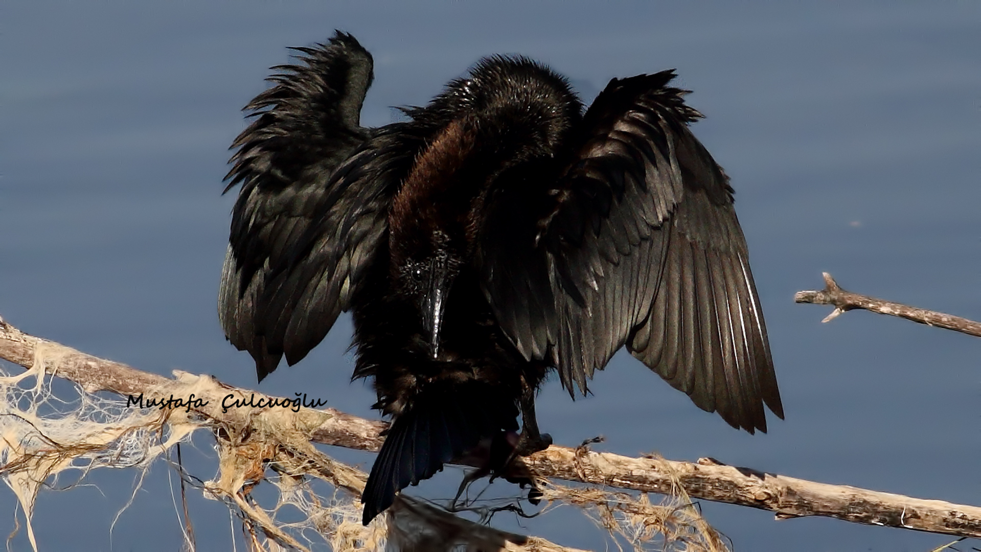 Pygmy Cormorant — Ana fotoğraf